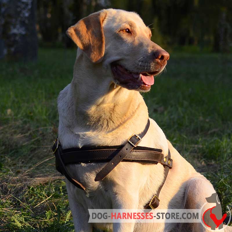 Tracking/Pulling Leather Labrador Retriever Harness