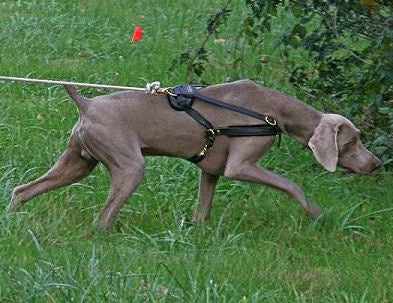 Tracking/Pulling Leather Weimaraner Harness