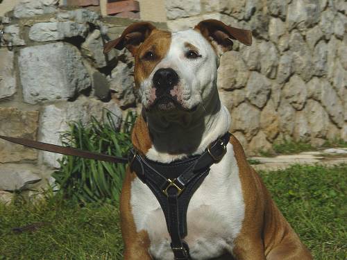 Tracking  Staffordshire Terrier Harness for Walking and Training