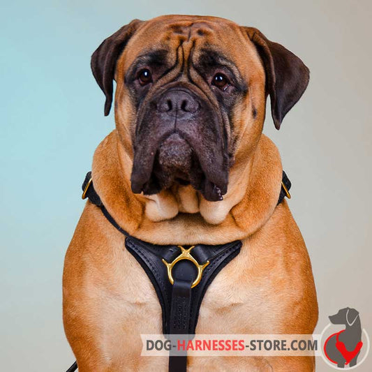 Tracking/Walking Leather Bullmastiff Harness