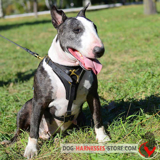 Tracking/Walking Leather English Bull Terrier Harness