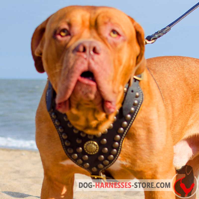 Tremendous Leather Dogue de Bordeaux Harness with Studs