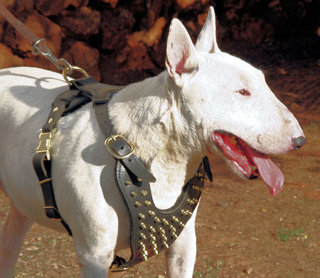 Tremendous Spiked Leather English Bull Terrier Harness