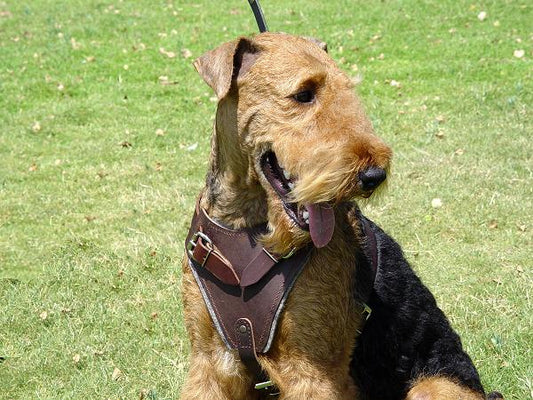 Walking Leather Airedale Terrier Harness