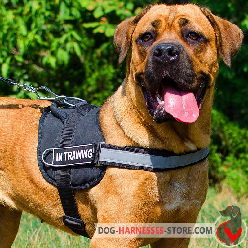 Walking Reflective Nylon Cane Corso Harness with Handle