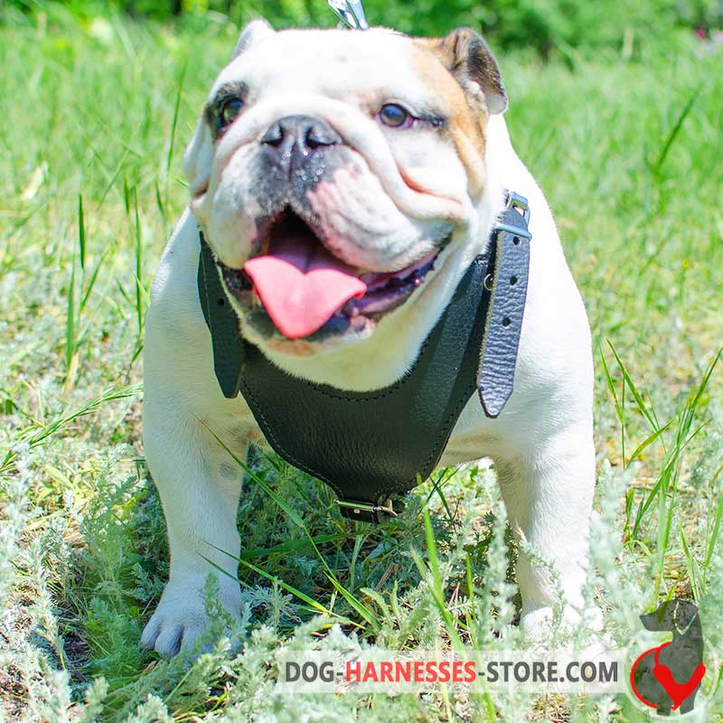 Walking/Training Padded English Bulldog Harness