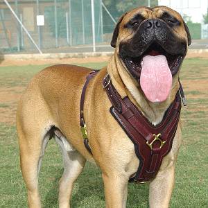 Y-Shaped Leather Bullmastiff Harness