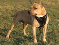 leather dog harness for pibull