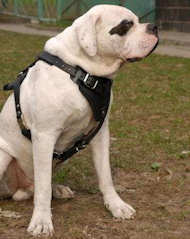 Agitation/Protection Leather Dog Harness- American Bulldog