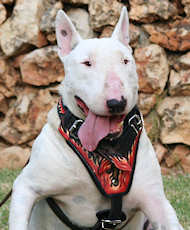 Best design leather dog harnesss for bull terrier