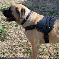 Mastiff Nylon Dog Harness Multi-Tasking with Pattches : Mastiff