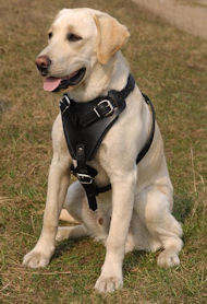 Labrador retriever leather dog harness