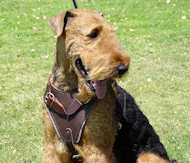 Walking Leather Airedale Terrier Harness