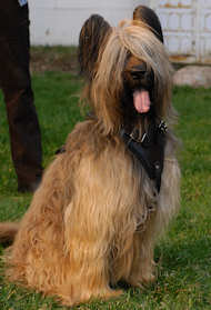 Royal Quality Leather Briard Harness