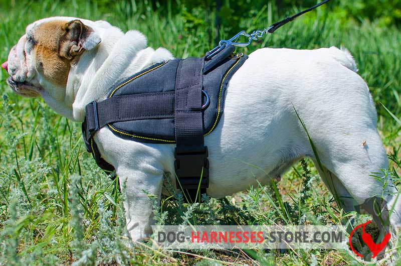 Nylon Dog Harness for English Bulldog ✪ - £48.50