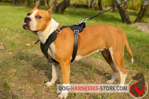 Leather Amstaff harness for snug fit
