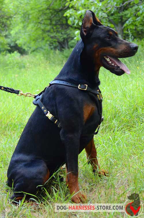 Leather Doberman Harness With Quick Release Buckle 