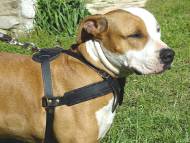 amstaff pulling, tracking dog harness