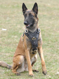 leather dog harness for malinois