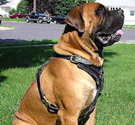 Exclusive Mastiff Leather 【Harness】 with Gold Color Fittings for Lots of  Activities : Mastiff Breed: Harnesses, Muzzles, Collars, Leashes, Bite Tugs  and Toys