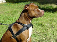 pit bull leather dog harness for tracking,pulling 